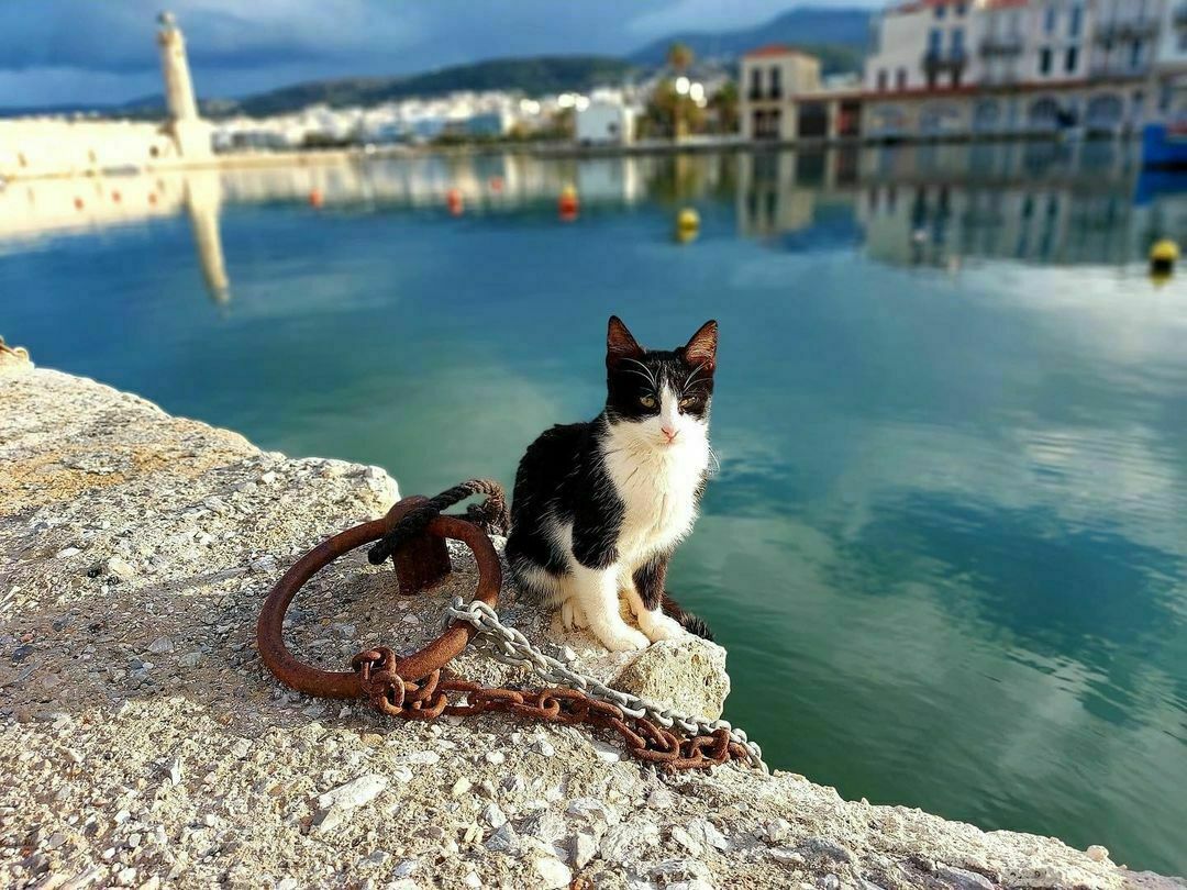 Cat posing along the harbour which is one of the most instagrammable spots in Rethymno